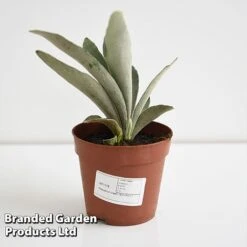 Platycerium Veitchii 'Braam' 10 Platycerium Veitchii 'Braam' -Outlet Hompson-morgan Store PLAT BRAAM12CM T44576