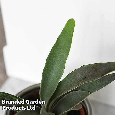 Platycerium Veitchii 'Braam' 4 Platycerium Veitchii 'Braam' - Image 2