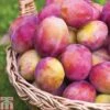 Plum 'Victoria' -Outlet Hompson-morgan Store PLUM CWW3217 A h
