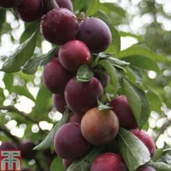 Plum 'Marjorie's Seedling'