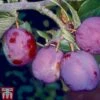 Plum 'Guinevere' -Outlet Hompson-morgan Store PLUM TKA1953 A