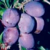 Plum 'Rivers's Early Prolific' -Outlet Hompson-morgan Store PLUM TKA1959 A