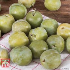 Plum Duo Patio Fruit Trees -Outlet Hompson-morgan Store PLUM WKB1986TM A