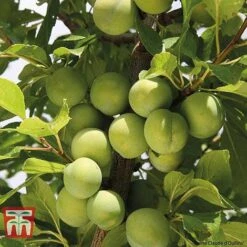 Plum Duo Patio Fruit Trees -Outlet Hompson-morgan Store PLUM WKB1986TM B