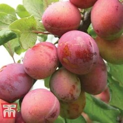 Plum Duo Patio Fruit Trees -Outlet Hompson-morgan Store PLUM WKB1986TM C