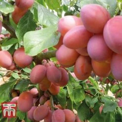 Plum Duo Patio Fruit Trees -Outlet Hompson-morgan Store PLUM WKB1986TM D