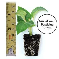 Petunia 'Frills & Spills&trade; Cherry Ripple' -Outlet Hompson-morgan Store POSTIPLUG SIZE7