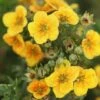 Potentilla Fruticosa 'Mango Tango' 1 Potentilla Fruticosa 'Mango Tango' -Outlet Hompson-morgan Store POTE T62076 A h