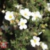 Potentilla Fruticosa 'White Lady' 1 Potentilla Fruticosa 'White Lady' -Outlet Hompson-morgan Store POTE T62078 A
