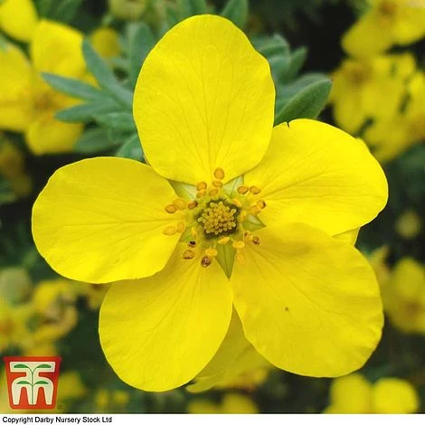 Potentilla Fruticosa 'Goldfinger' 3 Potentilla Fruticosa 'Goldfinger'