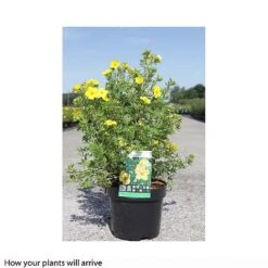 Potentilla Fruticosa 'Goldfinger' 9 Potentilla Fruticosa 'Goldfinger' -Outlet Hompson-morgan Store POTE T66402 B h