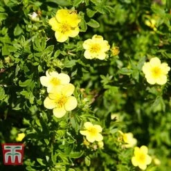 Potentilla Fruticosa 'Goldfinger' 7 Potentilla Fruticosa 'Goldfinger' -Outlet Hompson-morgan Store POTE T66402 C