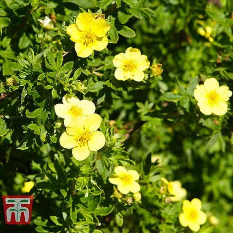 Potentilla Fruticosa 'Goldfinger' 4 Potentilla Fruticosa 'Goldfinger' - Image 2