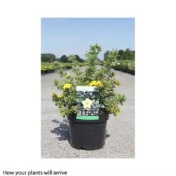 Potentilla Fruticosa 'Sommerflor' -Outlet Hompson-morgan Store POTE T66408 B h