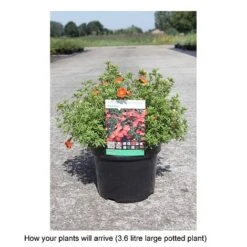 Potentilla Fruticosa 'Red Ace' -Outlet Hompson-morgan Store POTE T68158 B h