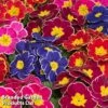 Primrose 'Eclipse Mixed' -Outlet Hompson-morgan Store PRIM ECLIPSEMI1