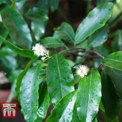 Prunus Laurocerasus 'Rotundifolia' -Outlet Hompson-morgan Store PRUN T57540 B1