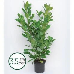 Prunus Laurocerasus 'Rotundifolia' -Outlet Hompson-morgan Store PRUN T57540 B h