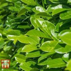 Prunus Laurocerasus 'Rotundifolia' -Outlet Hompson-morgan Store PRUN T57540 C