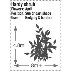 Prunus Laurocerasus 'Rotundifolia' -Outlet Hompson-morgan Store PRUN T57540 C h