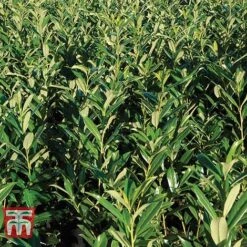 Prunus Laurocerasus 'Rotundifolia' -Outlet Hompson-morgan Store PRUN T57540 D