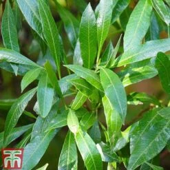 Prunus Laurocerasus 'Caucasica' 6 Prunus Laurocerasus 'Caucasica' -Outlet Hompson-morgan Store PRUN T66412T B