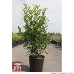 Prunus Laurocerasus 'Caucasica' 7 Prunus Laurocerasus 'Caucasica' -Outlet Hompson-morgan Store PRUN T66412T C