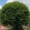 Prunus Lusitanica -Outlet Hompson-morgan Store PRUN T66415T A