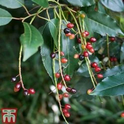 Prunus Lusitanica -Outlet Hompson-morgan Store PRUN T66415T C