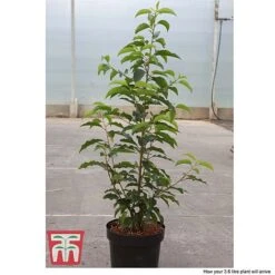 Prunus Lusitanica -Outlet Hompson-morgan Store PRUN T66415T D