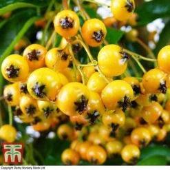 Pyracantha 'Soleil D'Or' -Outlet Hompson-morgan Store PYRA T58007 C