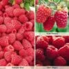 Raspberry Full Season Collection British Bred -Outlet Hompson-morgan Store RASP CWW3211B A h