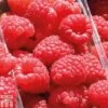 Raspberry 'Sugana' 1 Raspberry 'Sugana' -Outlet Hompson-morgan Store RASP T65353P A h
