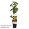 Raspberry 'Fallgold' (Autumn Fruiting) -Outlet Hompson-morgan Store RASP FALLGOLD S48990