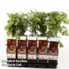 Japanese Wineberry -Outlet Hompson-morgan Store RASP PHOENICOL S48992