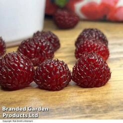 Outlet Hompson-morgan Store -Outlet Hompson-morgan Store RASP TREERASPB H43102