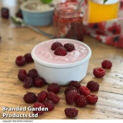 Rubus 'Hararasp' (Raspberry Tree) -Outlet Hompson-morgan Store RASP TREERASPB H43103