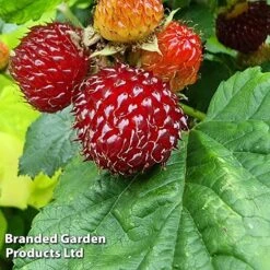 Rubus 'Hararasp' (Raspberry Tree) -Outlet Hompson-morgan Store RASP TREERASPB H43986