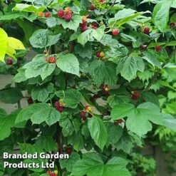 Rubus 'Hararasp' (Raspberry Tree) -Outlet Hompson-morgan Store RASP TREERASPB H43989