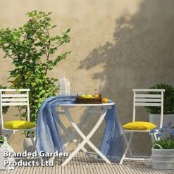 Rubus 'Hararasp' (Raspberry Tree) -Outlet Hompson-morgan Store RASP TREERASPB H44901