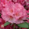 Rhododendron 'Wine And Roses' -Outlet Hompson-morgan Store RHOD 79756 A