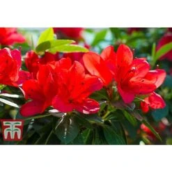 Rhododendron 'Ardeur' -Outlet Hompson-morgan Store RHOD T66421 A