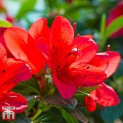 Rhododendron 'Ardeur' -Outlet Hompson-morgan Store RHOD T66421 C