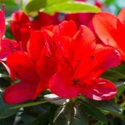 Rhododendron 'Ardeur' -Outlet Hompson-morgan Store RHOD T66421 NOW1