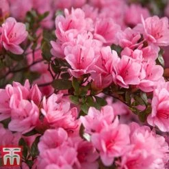 Rhododendron 'Madame AD. Van Hecke' (Azalea Group)