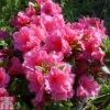 Rhododendron 'Chipmunk' (Azalea Group) -Outlet Hompson-morgan Store RHOD TKA1262 A