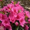 Rhododendron 'Dearest' (Hyde) (Azalea Group)