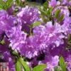 Rhododendron 'Elsie Lee' (Azalea Group) -Outlet Hompson-morgan Store RHOD TKA1266 A