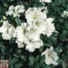 Rhododendron 'Gumpo White' (Azalea Group) -Outlet Hompson-morgan Store RHOD TKA1298 A