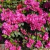 Rhododendron 'Magic Flute' (Hyde) (Azalea Group) -Outlet Hompson-morgan Store RHOD TKA1318 A